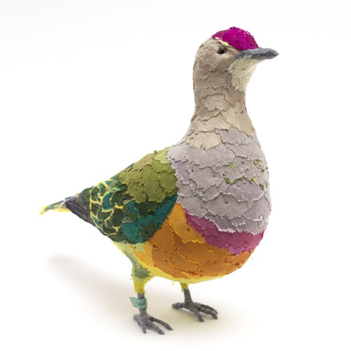 rose_crowned_fruitdove3_sml